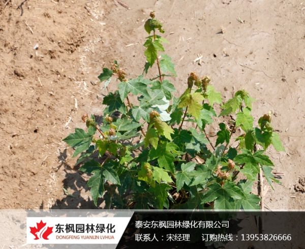 自然丛生红点红枫