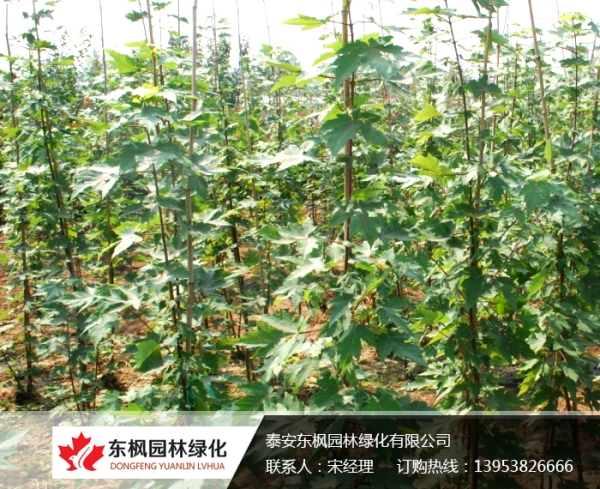 美国红枫